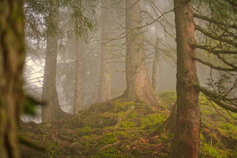 Nature Immersion